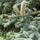 Abies pinsapo 'Glauca'