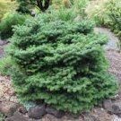 Abies nordmanniana 'Munsterland'