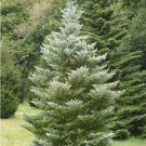 Abies koreana 'Horstmann's Silberlocke'