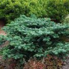 Abies amabilis 'Spreading Star'
