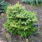 Abies nordmanniana 'Hunnewell Broom'