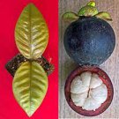 Purple Mangosteen Garcinia Mangostana Florida Tropical King Fruit Pot Tree Plant