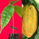 Yellow Theobroma Cacao Cocoa Chocolate Tropical Fruit Tree Potted Plant 8-13"
