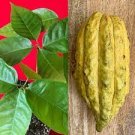 CRIOLLO Theobroma Cacao Cocoa Yellow Pod Chocolate Fruit Tree Potted Plant RARE!