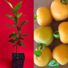 Eugenia Luschnathiana PITOMBA Potted PLANT Fruit Starter Pot Tree 4-6"