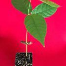 TRINITARIO Theobroma Cacao Cocoa Chocolate Fruit Tree Potted Plant Yellow Large