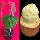 Cupuassu Theobroma Grandiflorum Cupuacu Brazil Cacao Cocoa Butter Fruit Tree Pot