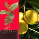 Lemon Yellow Cattley Guava Psidium Littorale Cattleianum Fruit Tree Potted PLANT