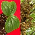 Burmese Grape Baccaurea Ramiflora Mafai Latkon Tropical Fruit Potted Tree Plant