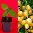 Yellow Wampee Wampi Clausena Lansium Potted Tree Fruit Tropical Plant