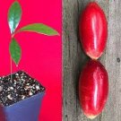 Miracle Fruit Synsepalum dulcificum Miracle Berry Fruit Seedling PLANT Tree