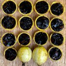 Blackberry Jam Fruit Randia Formosa Potted PLANT Tropical Tree Jasmin de Rosa