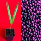Acai Euterpe Oleracea Fruit Palm Tree Seedling Starter Plant