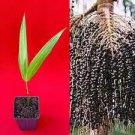 Para Dwarf Acai Euterpe Oleracea Fruit Palm Tree Seedling Starter Plant