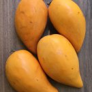 Canistel Yellow Sapote Egg Fruit Pouteria Campechiana Starter Plant Tree 7-12"