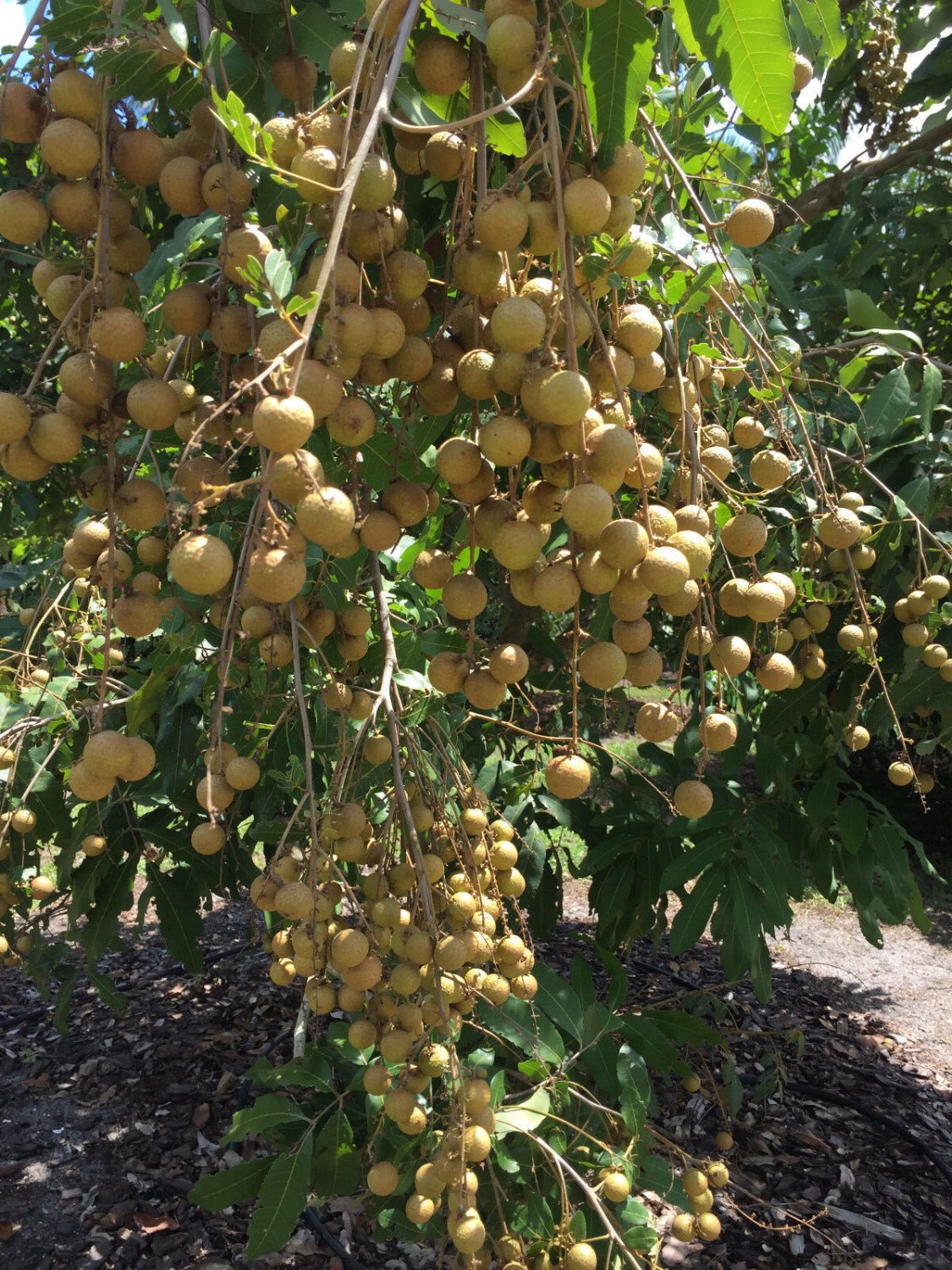 Longan Dimocarpus Dragon Eye Seedling Plant Tropical Fruit Tree