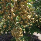 Longan Dimocarpus Dragon Eye Seedling Plant Tropical Fruit Tree