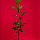 Eugenia Luschnathiana PITOMBA Potted PLANT Fruit Starter Pot Tree 5"-12"