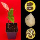 KEPEL Stelechocarpus burahol Tropical Fruit Potted Tree Plant RARE
