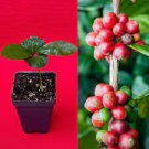 Coffea Liberica Your Own Coffee Tropical Potted Plant Tree