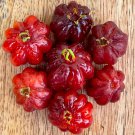 BEST Pitanga Eugenia Uniflora Surinam Cherry Plant Dark Red Fruit Tree Potted