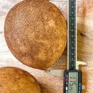 Sapodilla Manilkara Zapota Chiku Excalibur Tropical Tree Starter PLANT Seedling