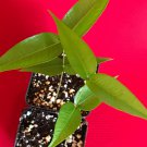 Jaboticaba Myrciaria Vexator Blue Grape Fruit Beautiful Bark Tree Seedling Plant