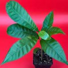Ross Sapote Poteria Sp. Egg Fruit eggnog Pouteria Campechiana Starter Plant Tree