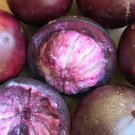Caimito Purple Star Apple Chrysophyllum cainito Seedling Plant Potted Fruit Tree