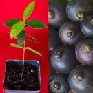 Myrcianthes Pungens Guabiju Guabiyu Dark Purple Fruit Tree Seedling Potted Plant