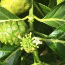 NONI Indian Beach Mulberry Great Morinda Citrifolia Cheese Fruit Starter Plant