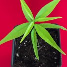Rainforest Plum Eugenia Candolleana Cambui Roxo Murtinha Purple Fruit Tree Plant