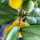 Yellow Jaboticaba Cabelluda Myrciaria Glazioviana Plinia Glomerata Tree Plant