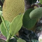 Jackfruit Artocarpus Heterophyllus Jack Fruit Seedling Plant Tree 7-12"