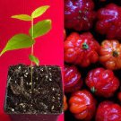 Surinam Cherry Eugenia Uniflora Pitanga var Dasyblasta PLANT Fruit No resinous