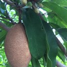 Sapodilla Manilkara Zapota Chiku Makok Tropical Tree Starter PLANT Seedling