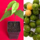 Spanish Lime Genip Guinep Ginepa Limoncillo Melicoccus Bijugatus Fruit Plant