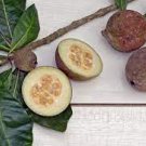 Genipa Americana Jagua Genipap Jenipapo Plant Fruit That Turn Anything Blue