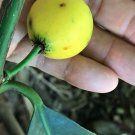 Lemon Drop Mangosteen Garcinia Intermedia Yellow Tropical Fruit Tree Plant