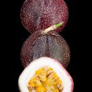 Purple Passion Large Fruit Passiflora Edulis Potted Starter PLANT Tropical Vine