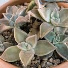 SUCCULENT - Graptopetalum Paraguayense Leatherpetal Ghost ~ (1) 2-4" LIVE PLANT