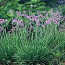 Tulbaghia Violacea - PURPLE SOCIETY GARLIC - live herb plant bulbs with foliage