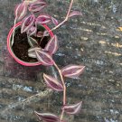 Tradescantia Zebrina Variegated Wandering Jew ~ Cuttings & Live Rooted Plants