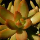 SUCCULENT ~Sedum Nussbaumerianum- COPPERTONE STONECROP- (1) 4” Live Rooted Plant