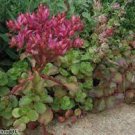 SUCCULENT ~Sedum Spurium JOHN CREECH~ (1) 2" Live Plant ~Groundcover Kills Weeds
