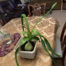 Albuca Ornithogalum Pregnant Onion ~(5)Bulbets-pups-babies Medicinal House Plant