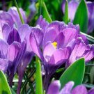 Crocus -Large Flowering Giant Delft Blue Moon Mix (10) Bulbs - Blue Purple White