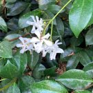 Jasminoides Trachelospermum ~ Star Jasmine ~ (7) 10" Cuttings ~ White Fragrant