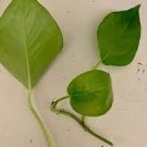Epipremnum Aureum Golden Pothos Devils Envy (1) 4" Live Rooted Plant not cutting