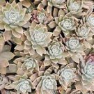 Succulent - Graptopetalum - MOTHER OF PEARL - (1) 2-4” Wide Live Ghost Plant